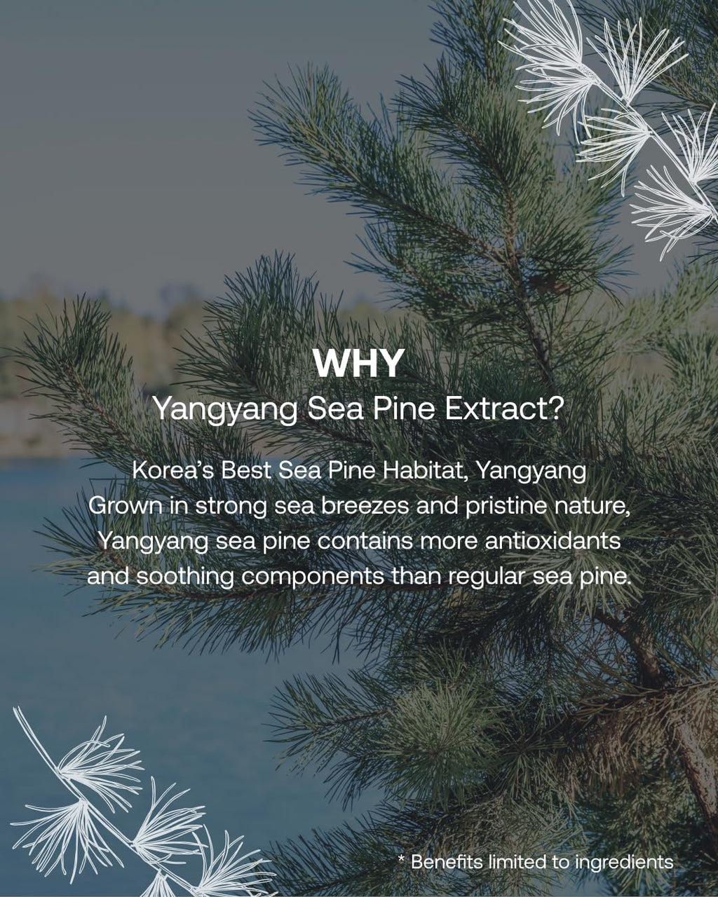 Filflo Quick Calming Spot Patch